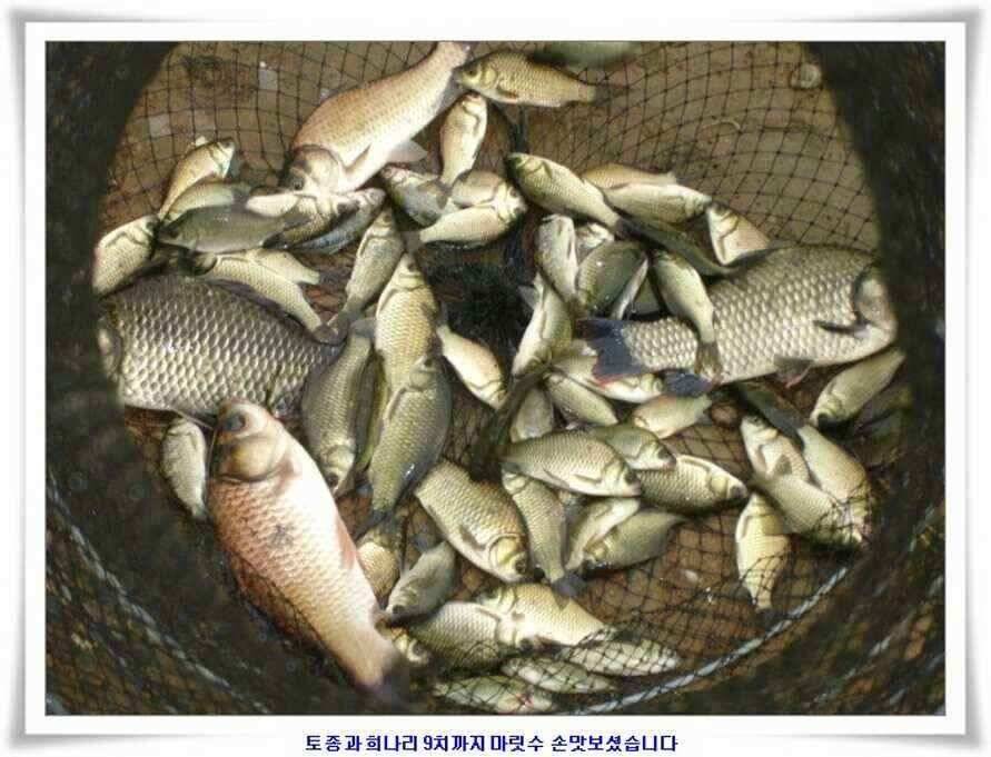 우보대물낚시 군위ic낚시로 이전개업 (조황조행기 - 낚시점조황)