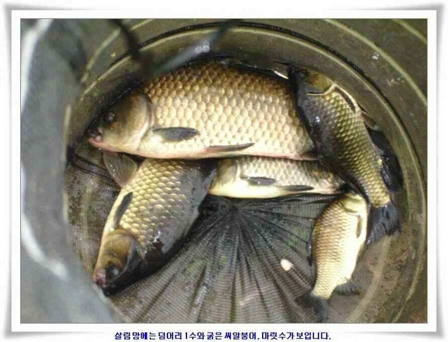 우보대물낚시 군위ic낚시로 이전개업 (조황조행기 - 낚시점조황)