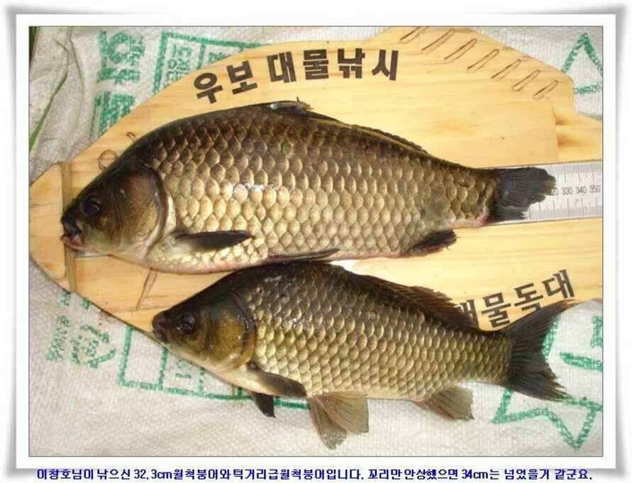 우보대물낚시 군위ic낚시로 이전개업 (조황조행기 - 낚시점조황)