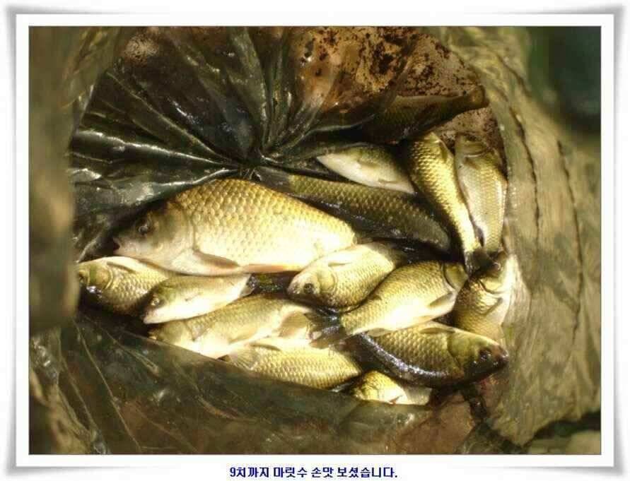 우보대물낚시 군위ic낚시로 이전개업 (조황조행기 - 낚시점조황)