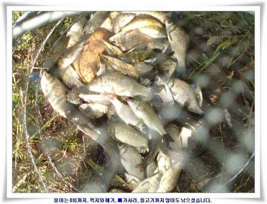 우보대물낚시 군위ic낚시로 이전개업 (조황조행기 - 낚시점조황)