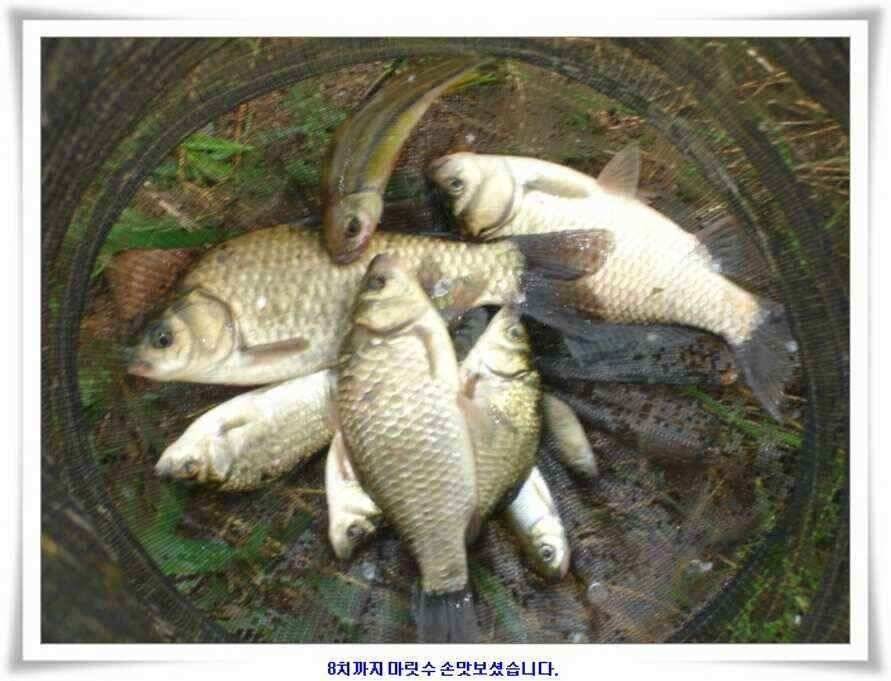 우보대물낚시 군위ic낚시로 이전개업 (조황조행기 - 낚시점조황)
