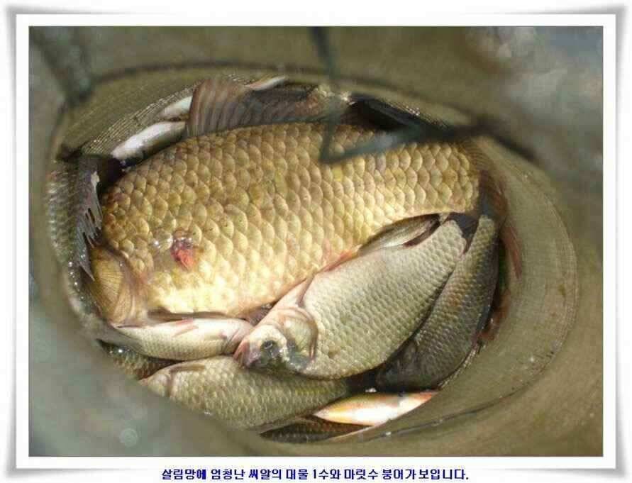 우보대물낚시 군위ic낚시로 이전개업 (조황조행기 - 낚시점조황)