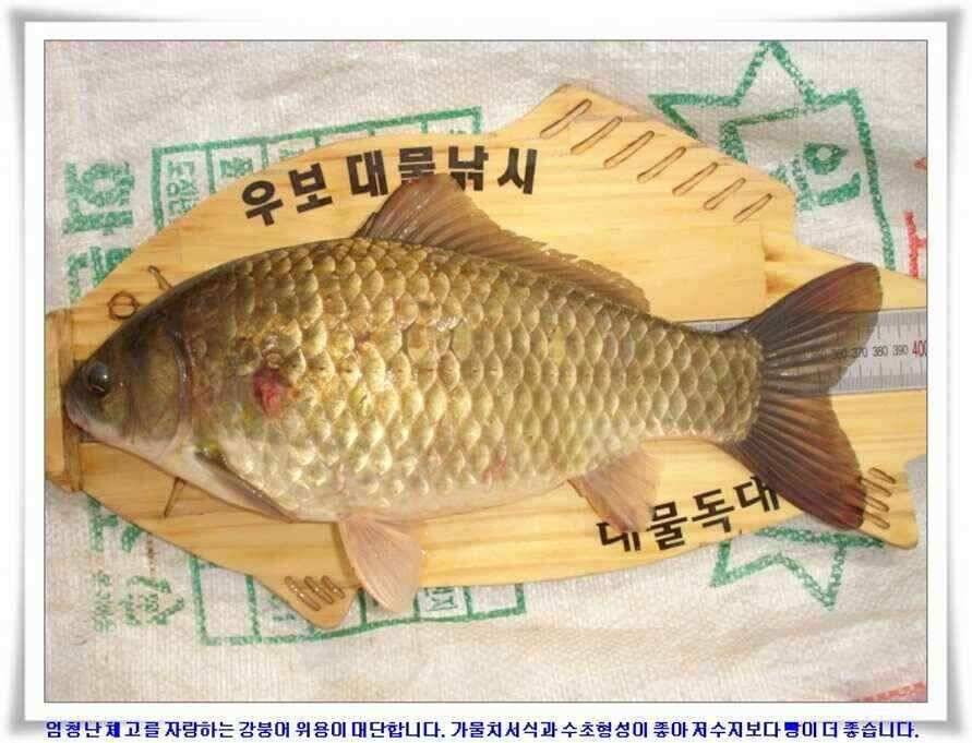 우보대물낚시 군위ic낚시로 이전개업 (조황조행기 - 낚시점조황)