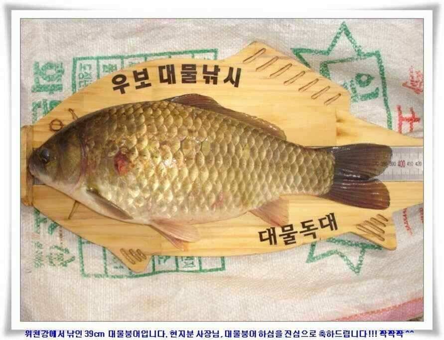 우보대물낚시 군위ic낚시로 이전개업 (조황조행기 - 낚시점조황)