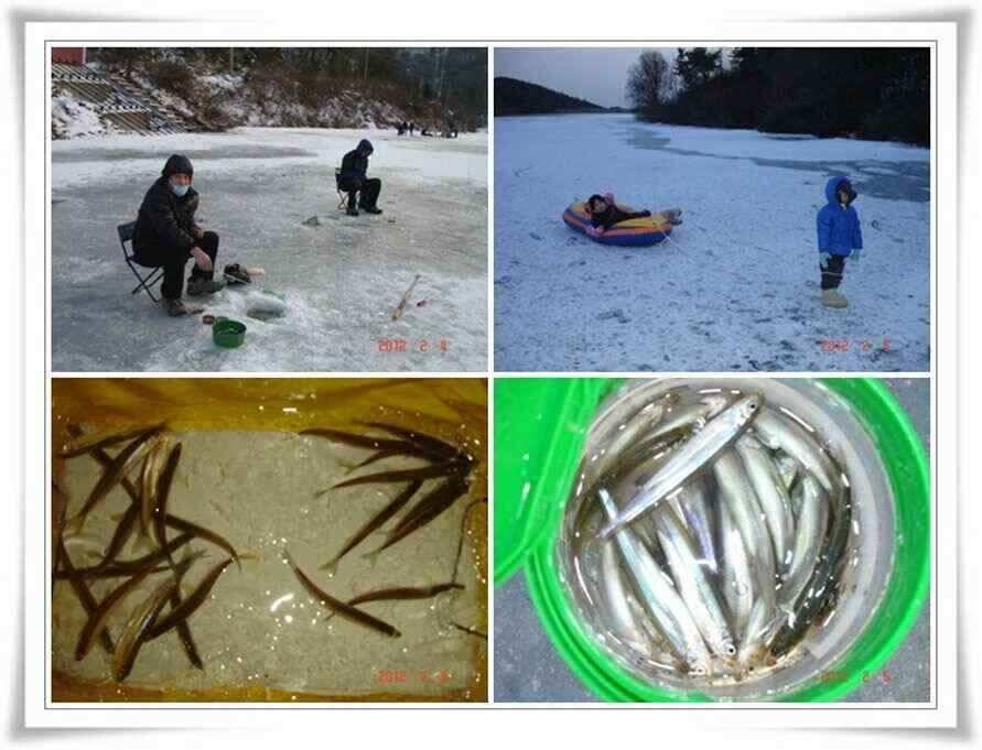 군위권주말빙어조황 (조황조행기 - 낚시점조황)