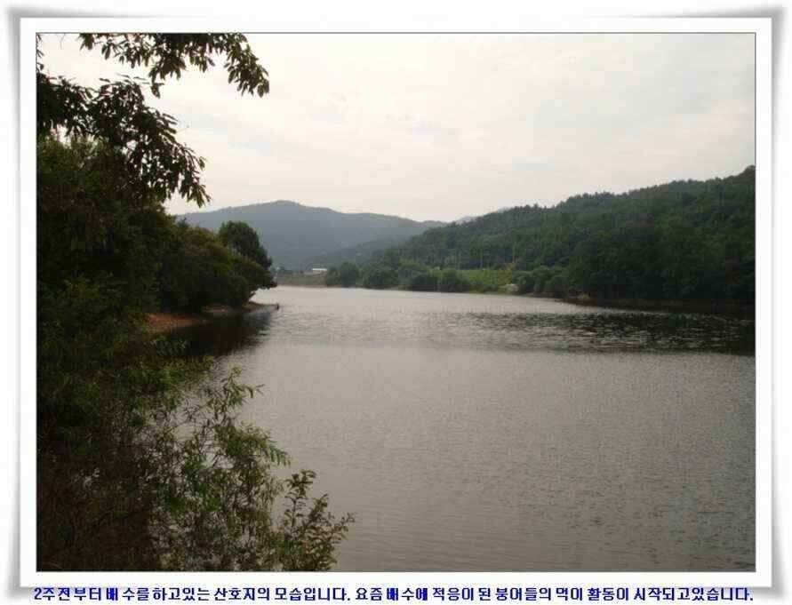 미개척소류지들과 대단한손맛 (조황조행기 - 낚시점조황)