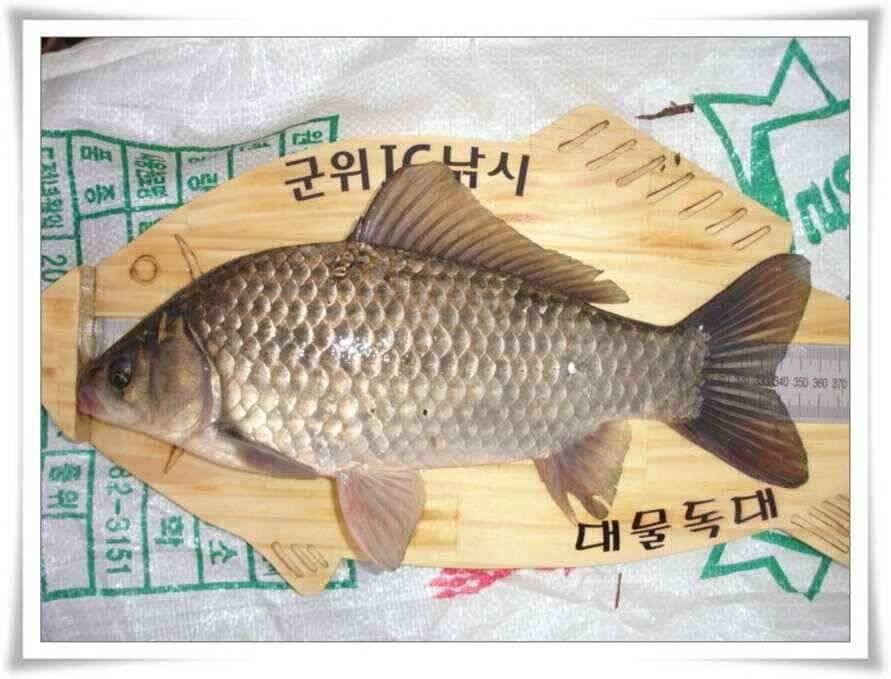 깊은가을 대물소식 (조황조행기 - 낚시점조황)