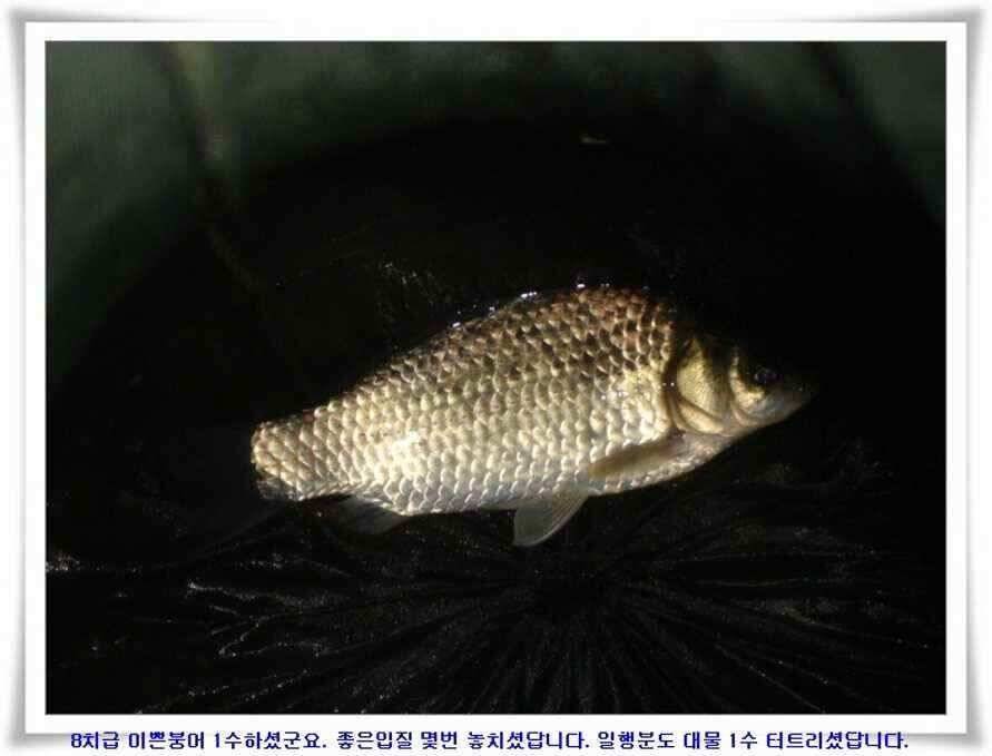 깊은가을 대물소식 (조황조행기 - 낚시점조황)