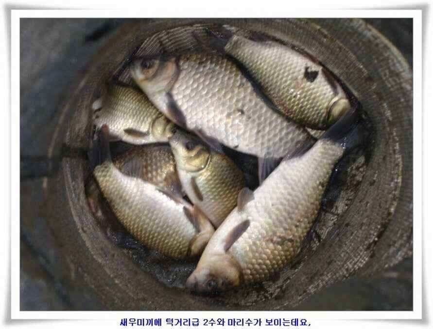 깊은가을 대물소식 (조황조행기 - 낚시점조황)