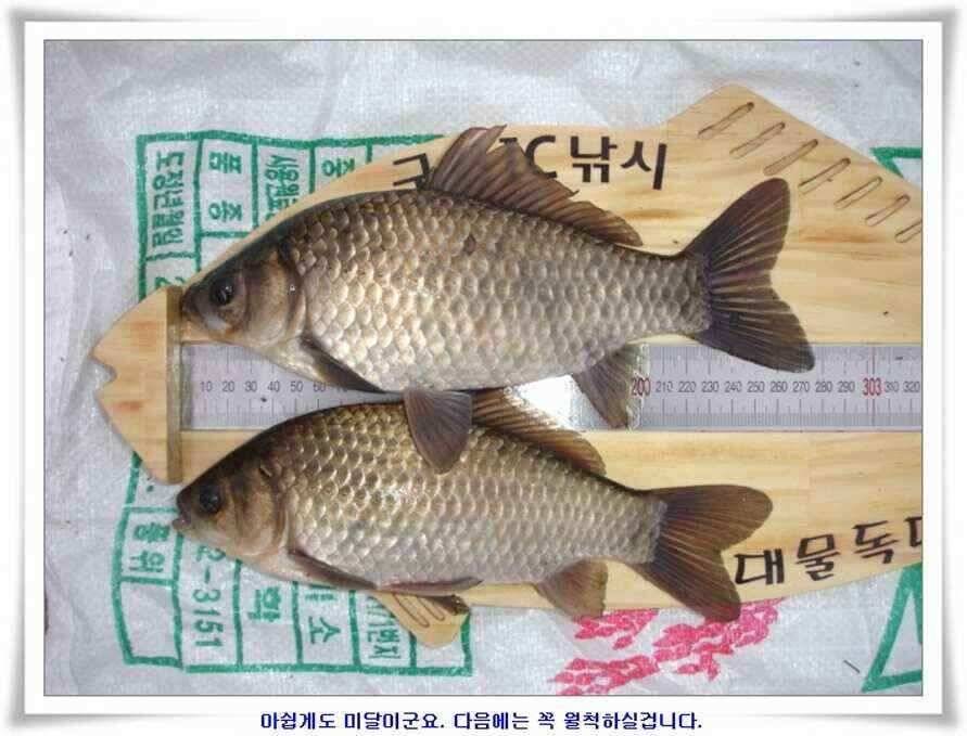 깊은가을 대물소식 (조황조행기 - 낚시점조황)