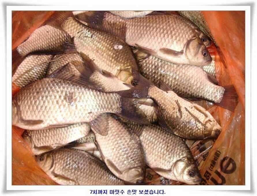 깊은가을 대물소식 (조황조행기 - 낚시점조황)