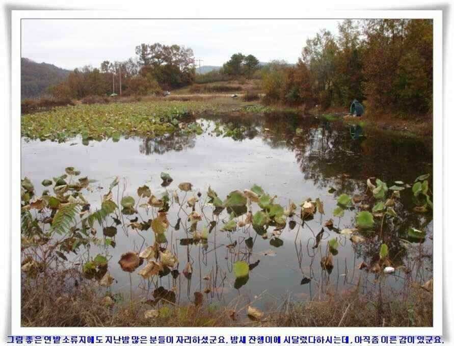 깊은가을 대물소식 (조황조행기 - 낚시점조황)