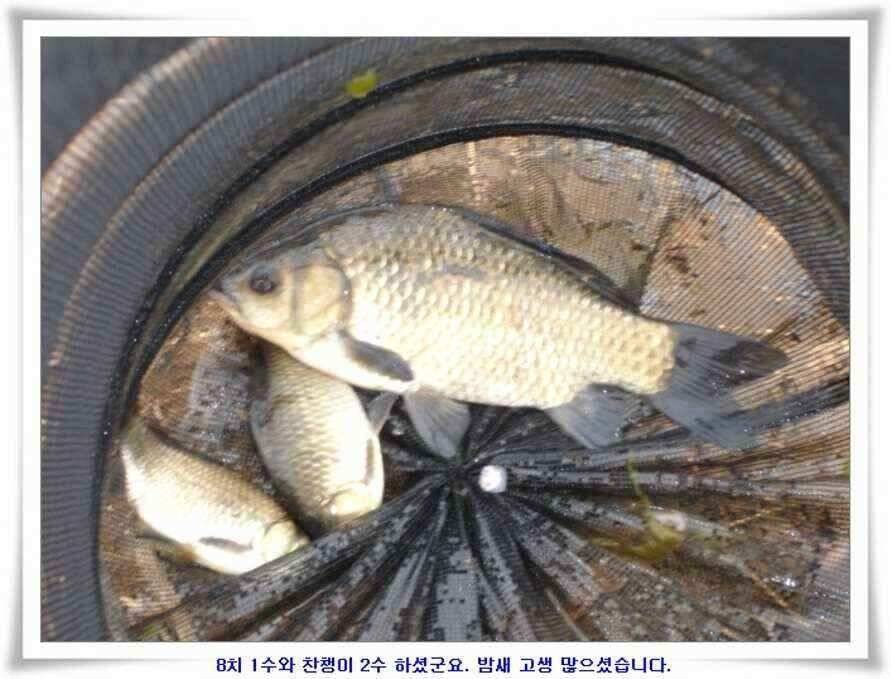 깊은가을 대물소식 (조황조행기 - 낚시점조황)