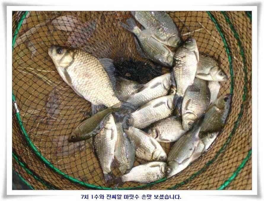 깊은가을 대물소식 (조황조행기 - 낚시점조황)