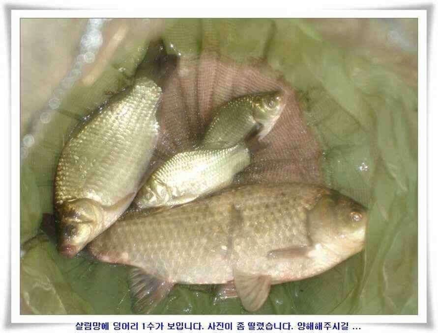 깊은가을 대물소식 (조황조행기 - 낚시점조황)