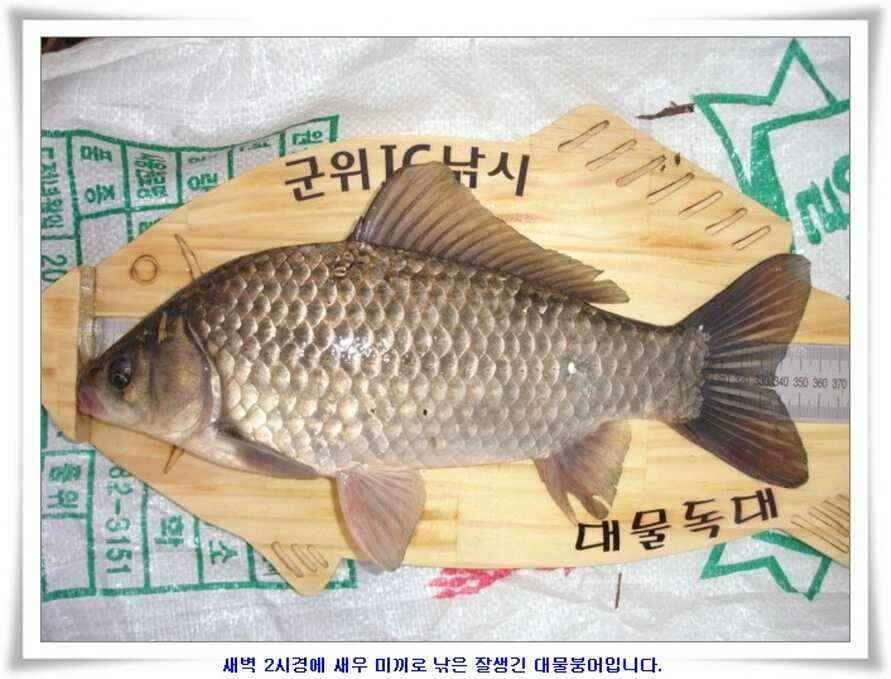 깊은가을 대물소식 (조황조행기 - 낚시점조황)