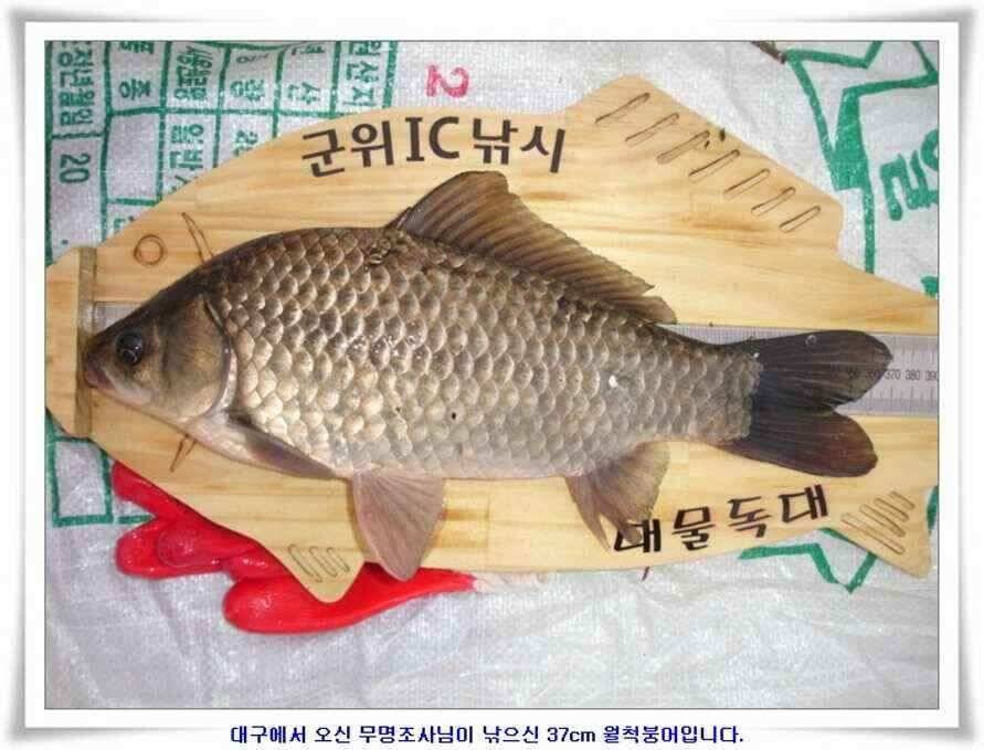 깊은가을 대물소식 (조황조행기 - 낚시점조황)