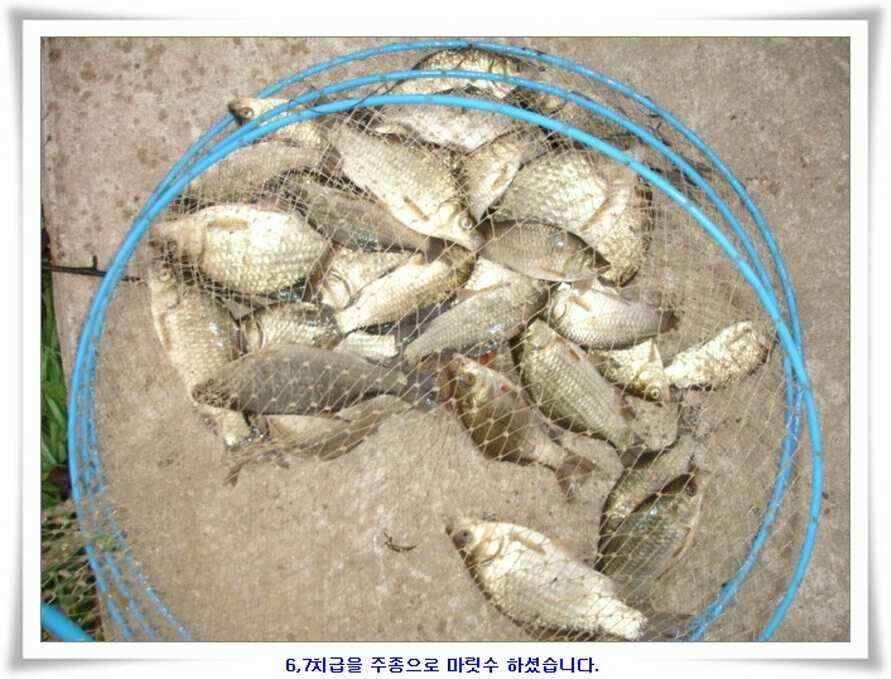 깊은가을 대물소식 (조황조행기 - 낚시점조황)