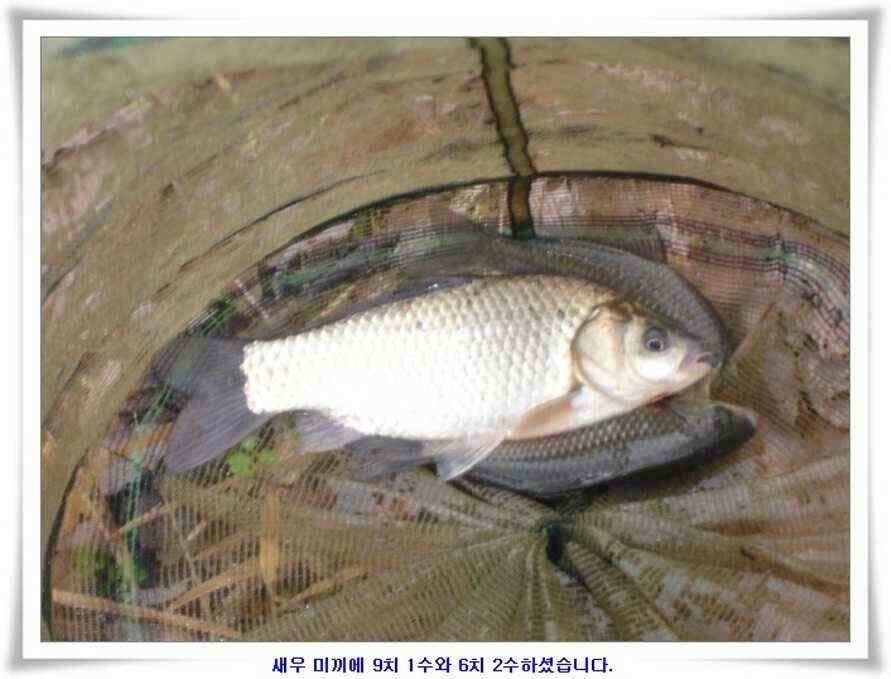 깊은가을 대물소식 (조황조행기 - 낚시점조황)