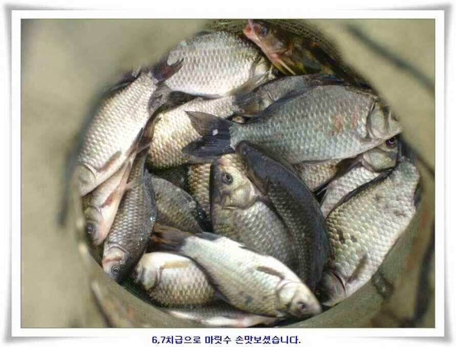깊은가을 대물소식 (조황조행기 - 낚시점조황)