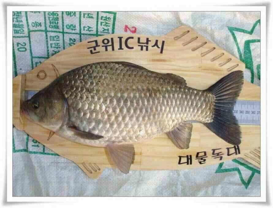 엄청난 빵의 대물이 (조황조행기 - 낚시점조황)