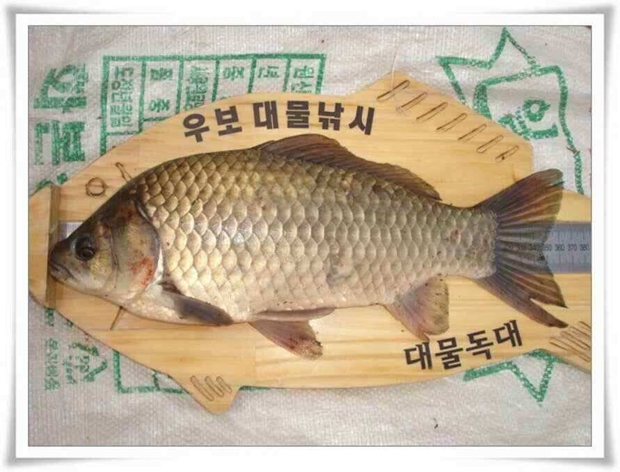 소류지대물과 강낚시조황 (조황조행기 - 낚시점조황)