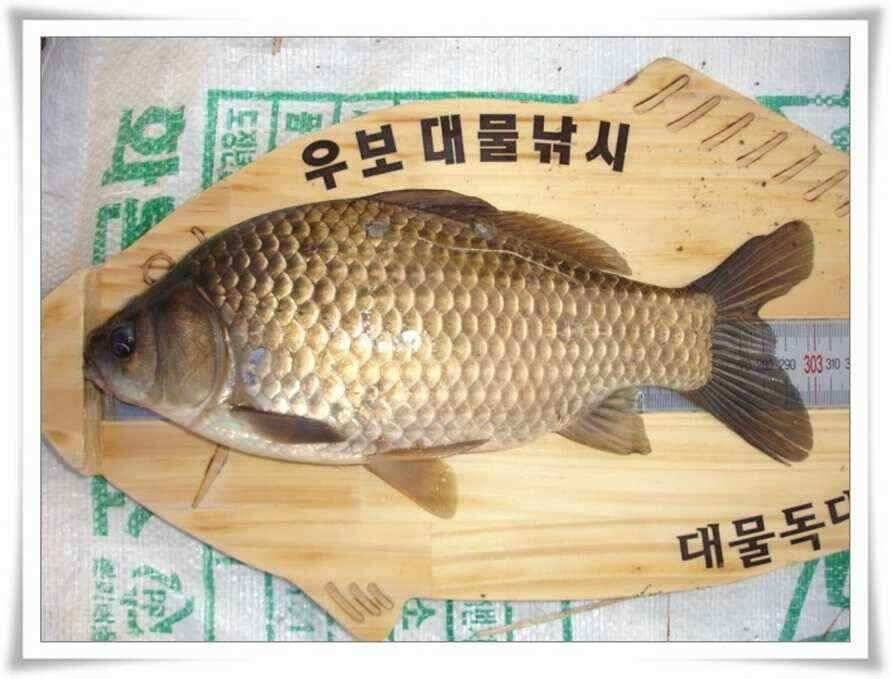이제는 준계곡지로 (조황조행기 - 낚시점조황)