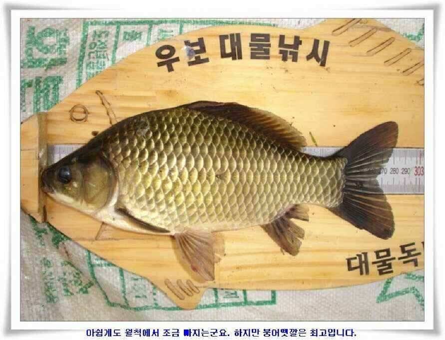 시즌의 출발점 (조황조행기 - 낚시점조황)