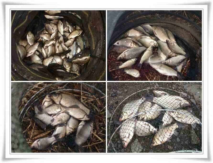 이제부터는 마릿수가 (조황조행기 - 낚시점조황)