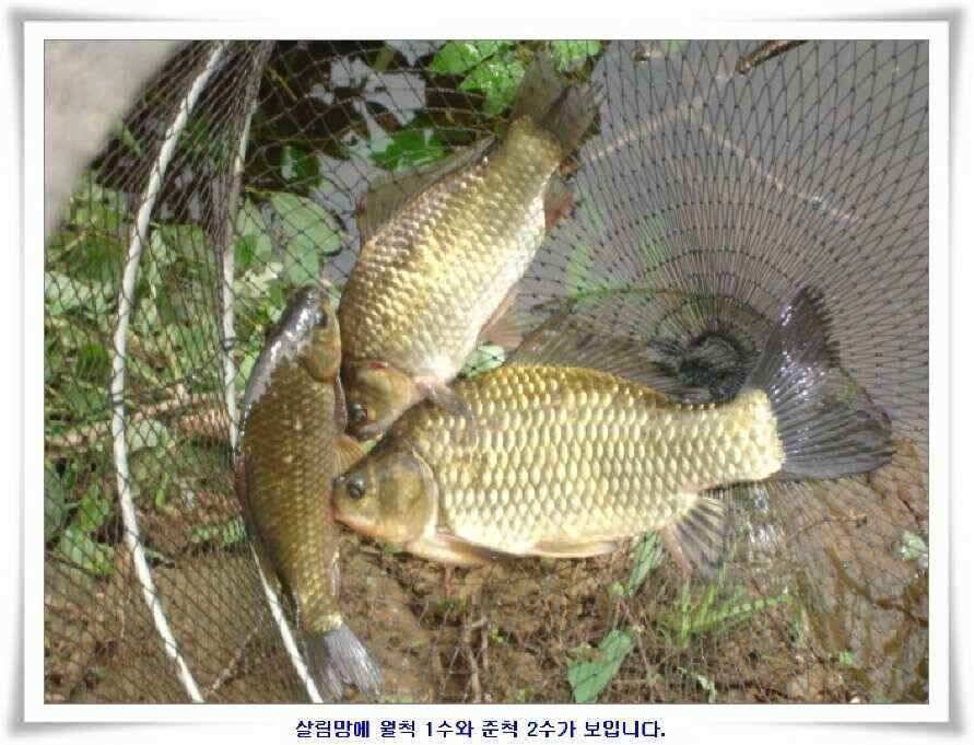 시즌의 출발점 (조황조행기 - 낚시점조황)