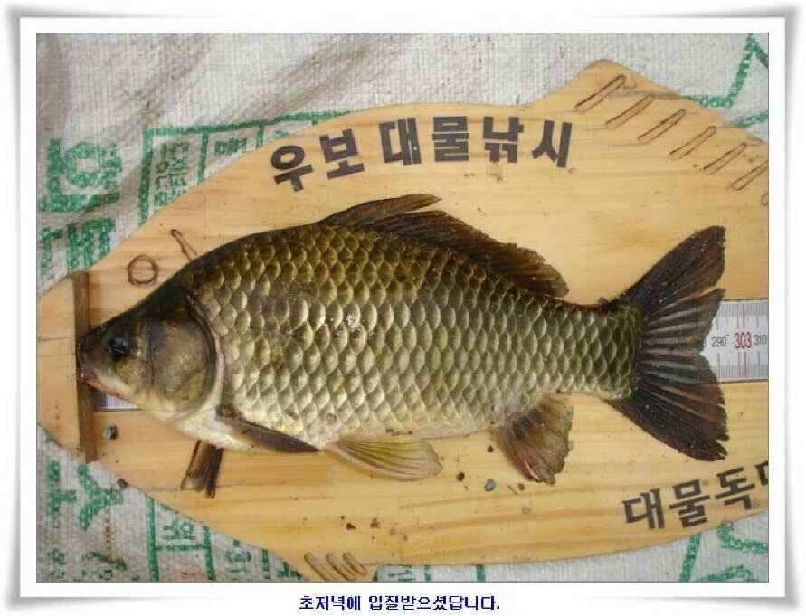 시즌의 출발점 (조황조행기 - 낚시점조황)