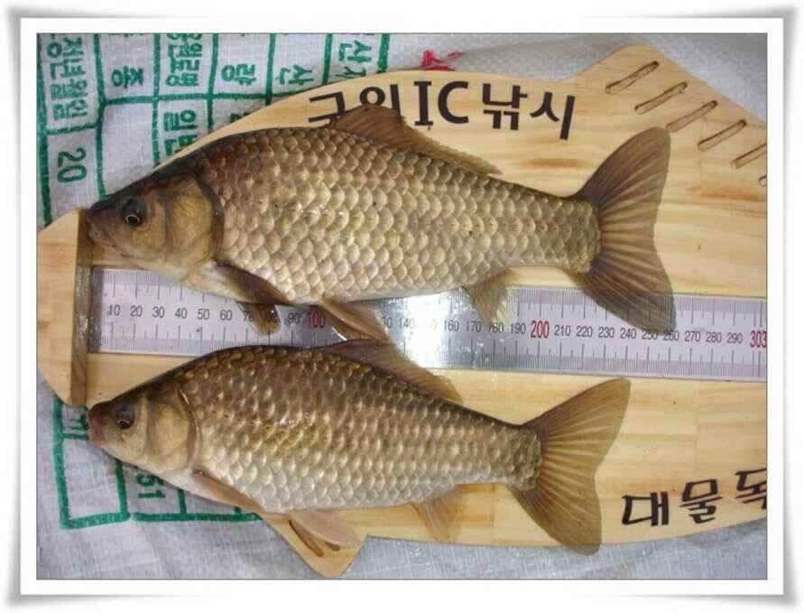 대형지와 소류지 조황 (조황조행기 - 낚시점조황)