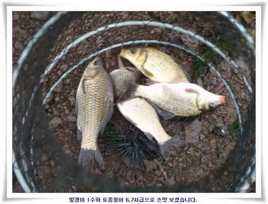대형지와 소류지 조황 (조황조행기 - 낚시점조황)