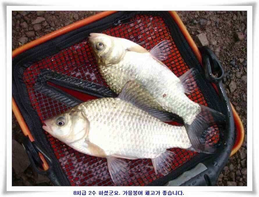 대형지와 소류지 조황 (조황조행기 - 낚시점조황)