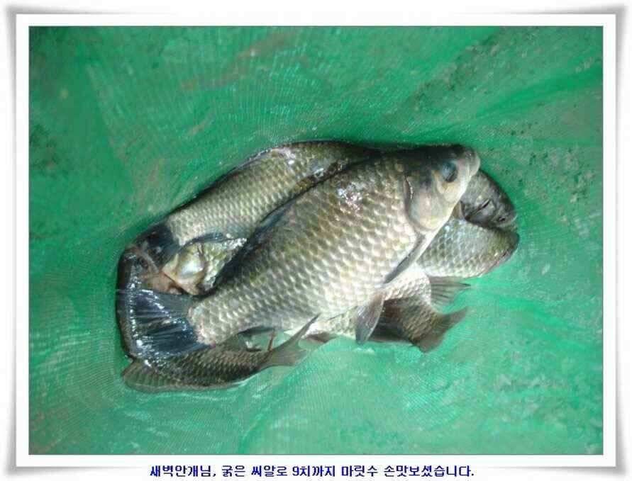 대형지와 소류지 조황 (조황조행기 - 낚시점조황)