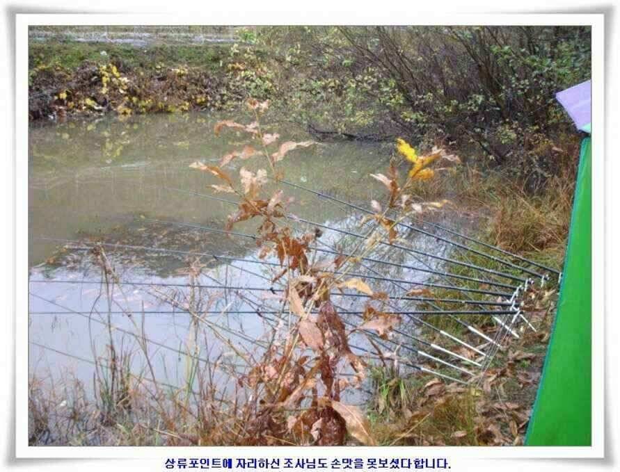 대형지와 소류지 조황 (조황조행기 - 낚시점조황)