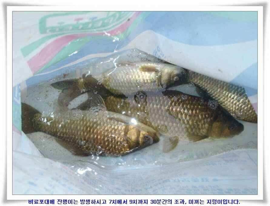 대형지와 소류지 조황 (조황조행기 - 낚시점조황)