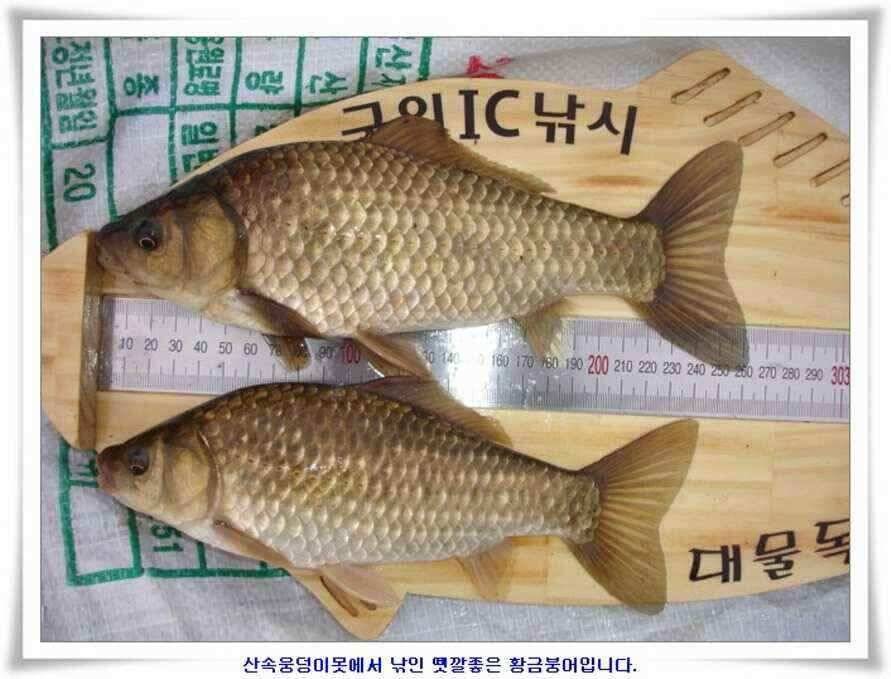 대형지와 소류지 조황 (조황조행기 - 낚시점조황)