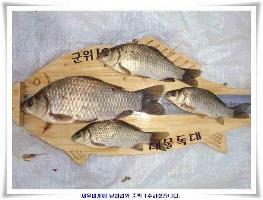 대형지와 소류지 조황 (조황조행기 - 낚시점조황)
