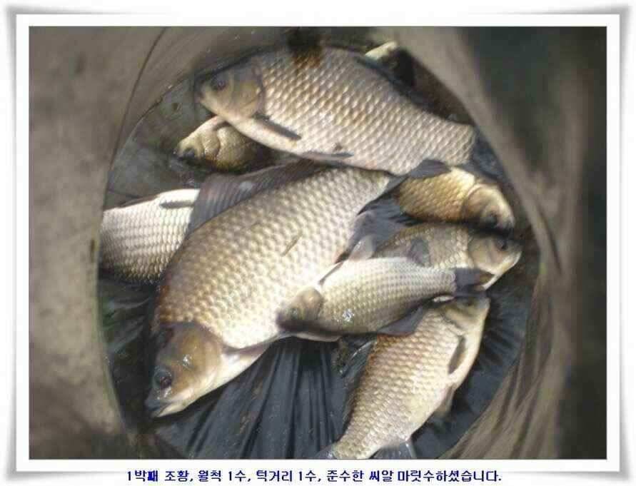 한발앞선 초대박조황 (조황조행기 - 낚시점조황)