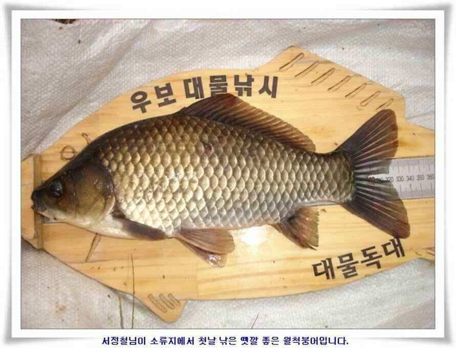 한발앞선 초대박조황 (조황조행기 - 낚시점조황)