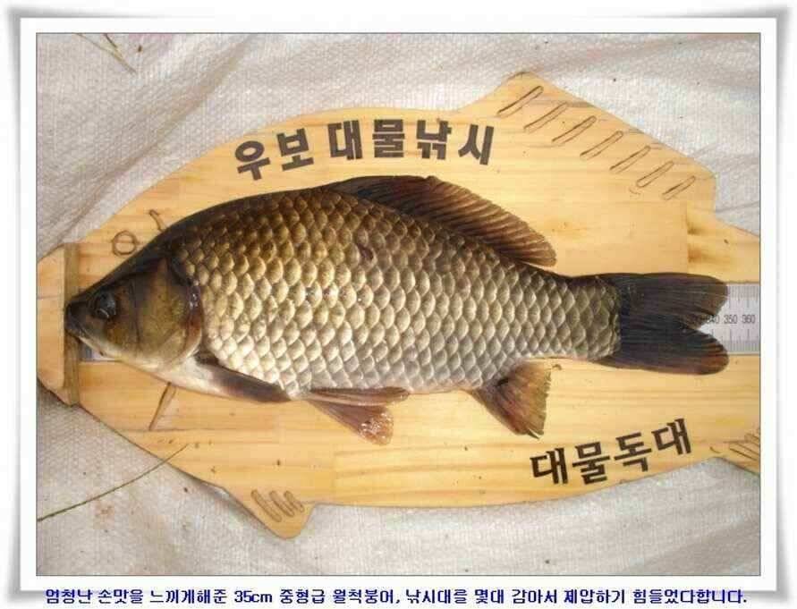 한발앞선 초대박조황 (조황조행기 - 낚시점조황)