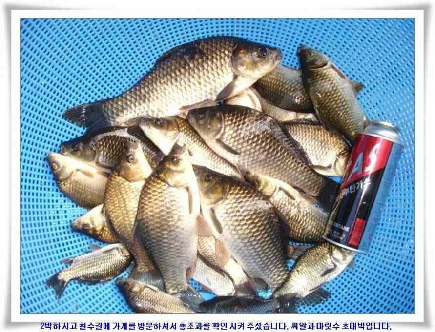 한발앞선 초대박조황 (조황조행기 - 낚시점조황)
