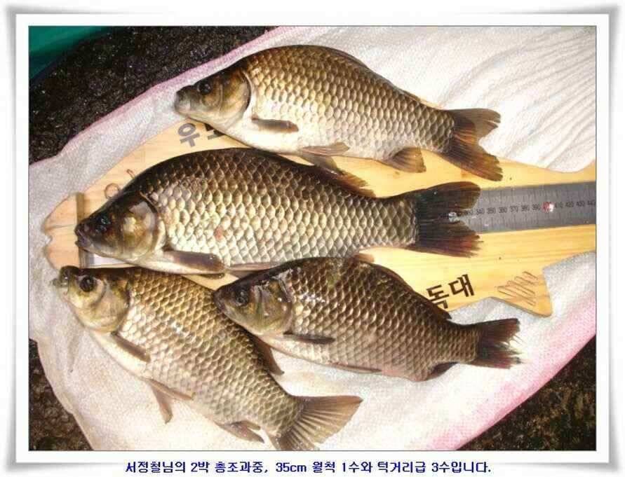 한발앞선 초대박조황 (조황조행기 - 낚시점조황)