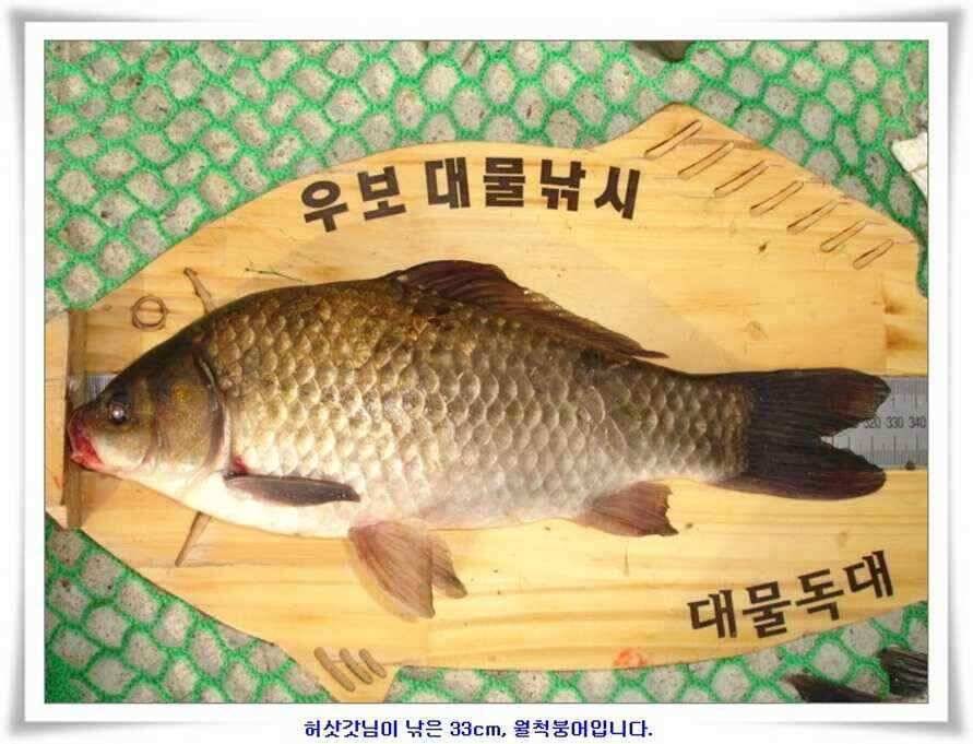 한발앞선 초대박조황 (조황조행기 - 낚시점조황)