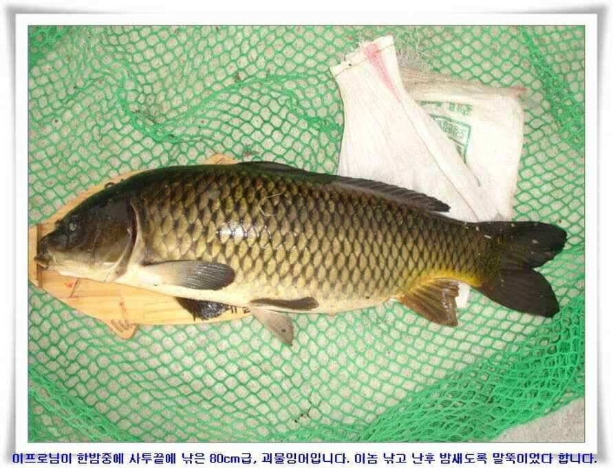 한발앞선 초대박조황 (조황조행기 - 낚시점조황)