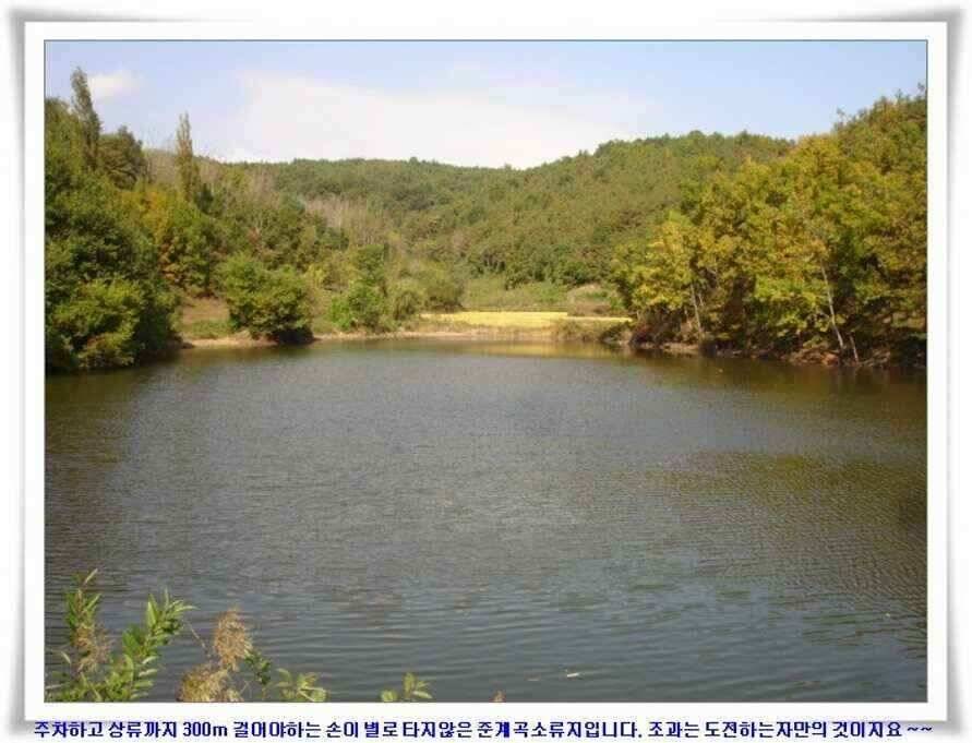 가을시즌 황금기 (조황조행기 - 낚시점조황)