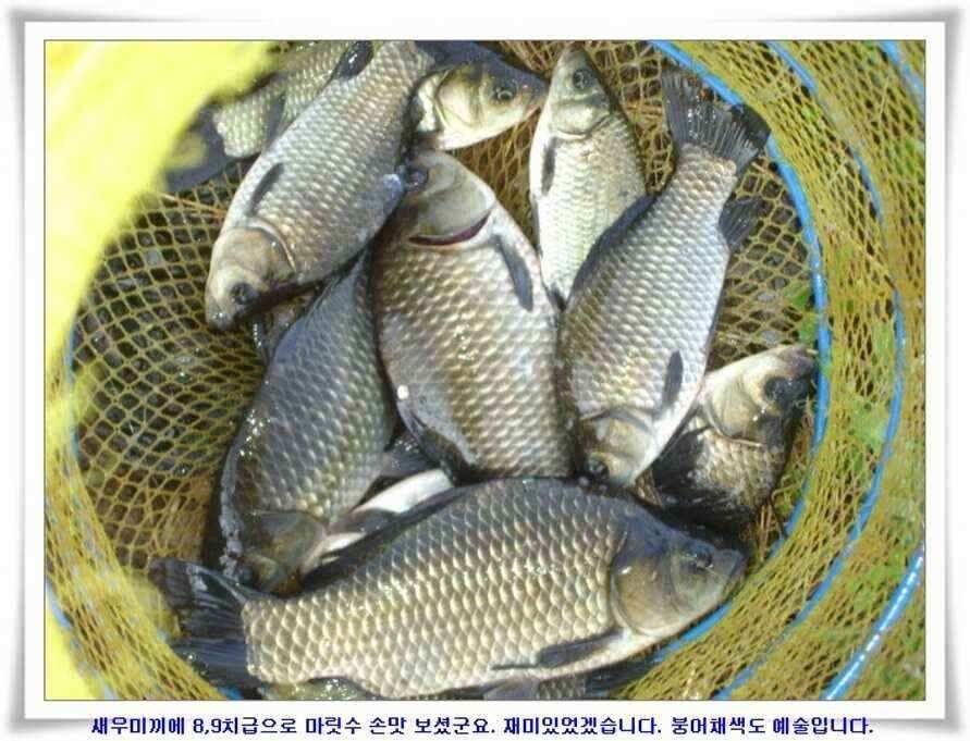 가을시즌 황금기 (조황조행기 - 낚시점조황)