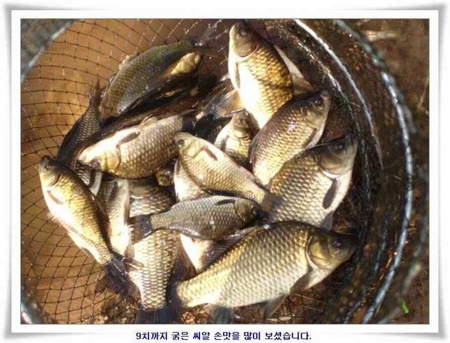 가을시즌 황금기 (조황조행기 - 낚시점조황)
